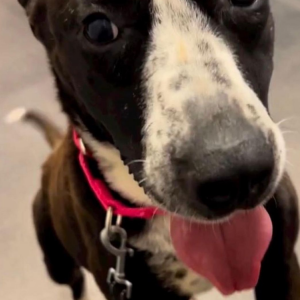 Image of Marbles, Lost Dog