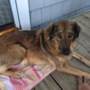 Lost Dog Sammi