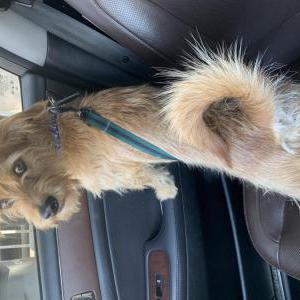 Image of Give him back, Lost Dog