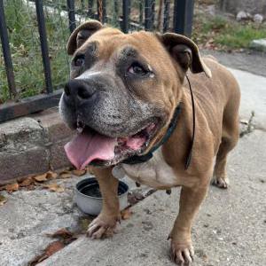 Found Dog Unknown