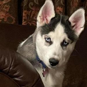 Lost Dog Luna Skye