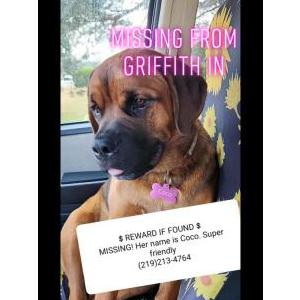 Lost Dog Coco