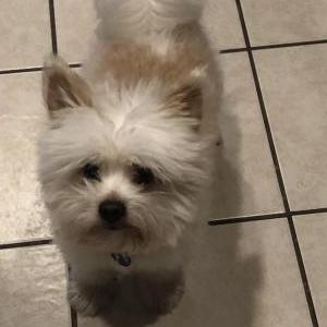 Image of Toby, Lost Dog