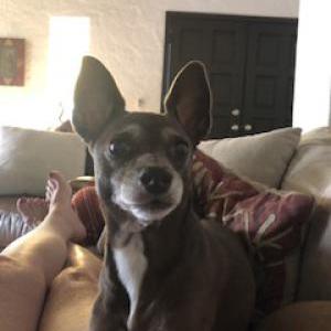 Image of Riley, Lost Dog
