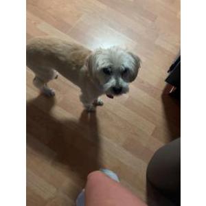 Lost Dog layla