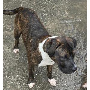 Image of Clue, Lost Dog
