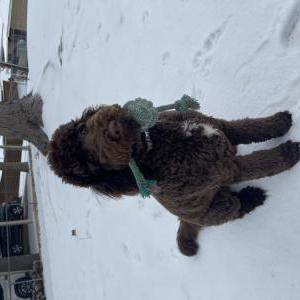 Image of Ship, Lost Dog