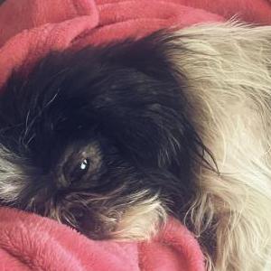 Lost Dog Emmi Luna