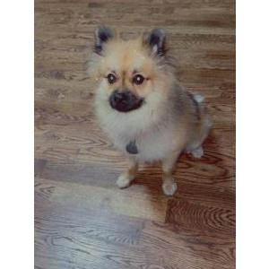 Image of Bruno, Lost Dog