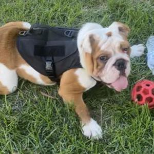 Lost Dog Bruno