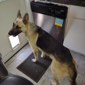 Found Dog unknown