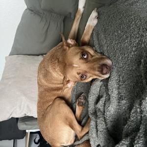 Image of Riley, Lost Dog