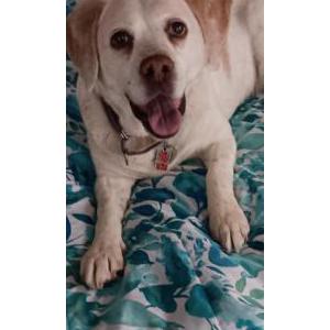 Image of Bailey, Lost Dog