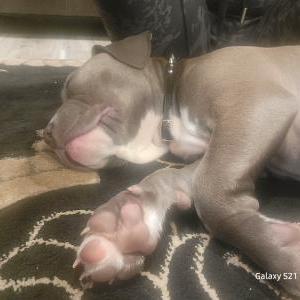 Lost Dog Sir or Mr Blue