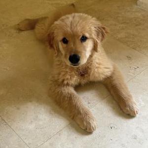 Lost Dog Charlotte