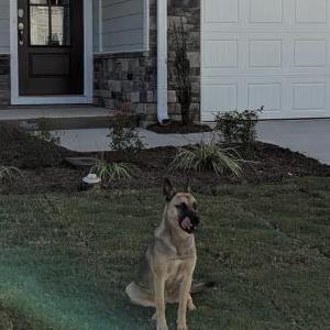 Found 1 Young German Shepherd (NC)