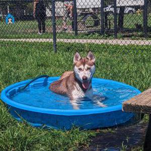 Image of Hunter, Lost Dog