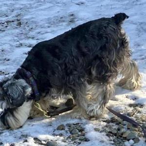 Lost 1 Katie (WA)