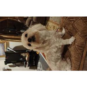 Lost 1 Coco (FL)