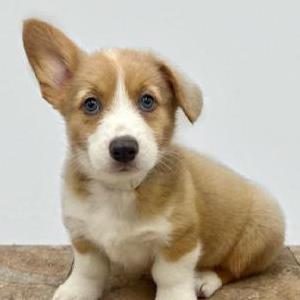 Image of Doug, Lost Dog