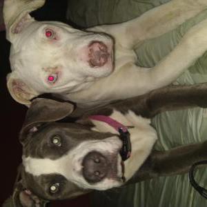 Image of Violet, Lost Dog