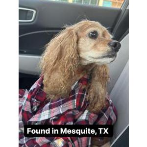 Found Dog Unknown