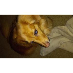 Image of Peanut, Lost Dog