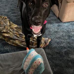 Lost 1 Stormy (NC)