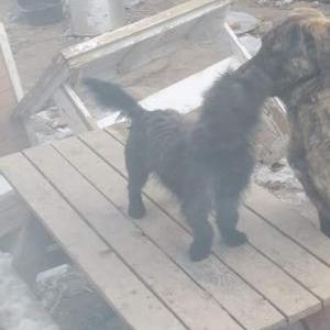 Image of Tilin, Lost Dog