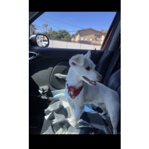 Image of Turbo, Lost Dog