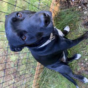 Found Dog Ryder/unkown