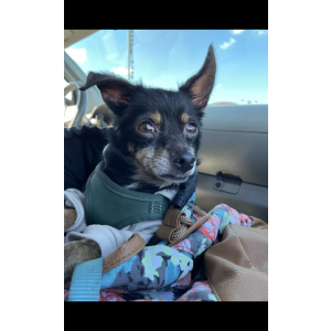 Lost Dog Beeman