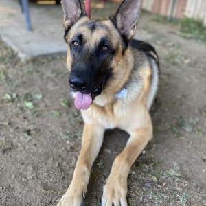 Image of Dante, Lost Dog
