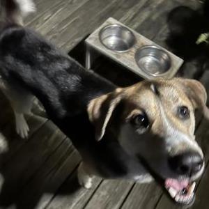 Image of Unknown, Found Dog