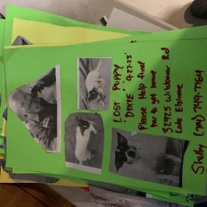 Image of Dixie, Lost Dog