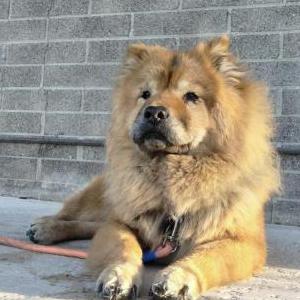 Lost Dog Precious