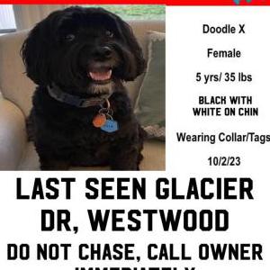 Lost Dog Lola