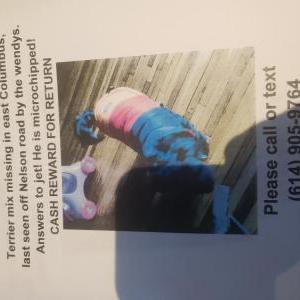 Image of Jet, Lost Dog