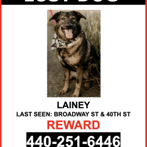 Lost Dog LAINEY