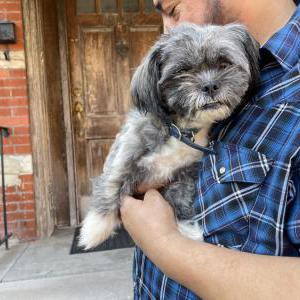Image of Unknown, Found Dog