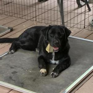 Lost Dog Audrey - Craig