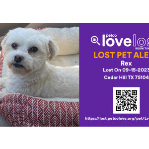 Lost 1 Rex (TX)