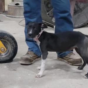 Found Dog Unknown