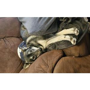 Image of Nadia, Lost Dog