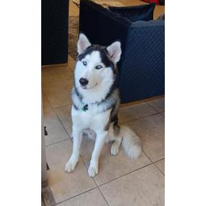 Image of Mix, Lost Dog