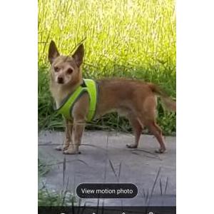 Image of Lucky, Lost Dog