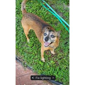 Lost Dog Coco