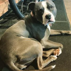 Image of Zoey, Lost Dog