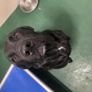 Lost 1 Brandy (LA)