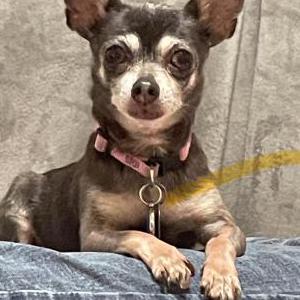 Image of Izzy wong, Lost Dog